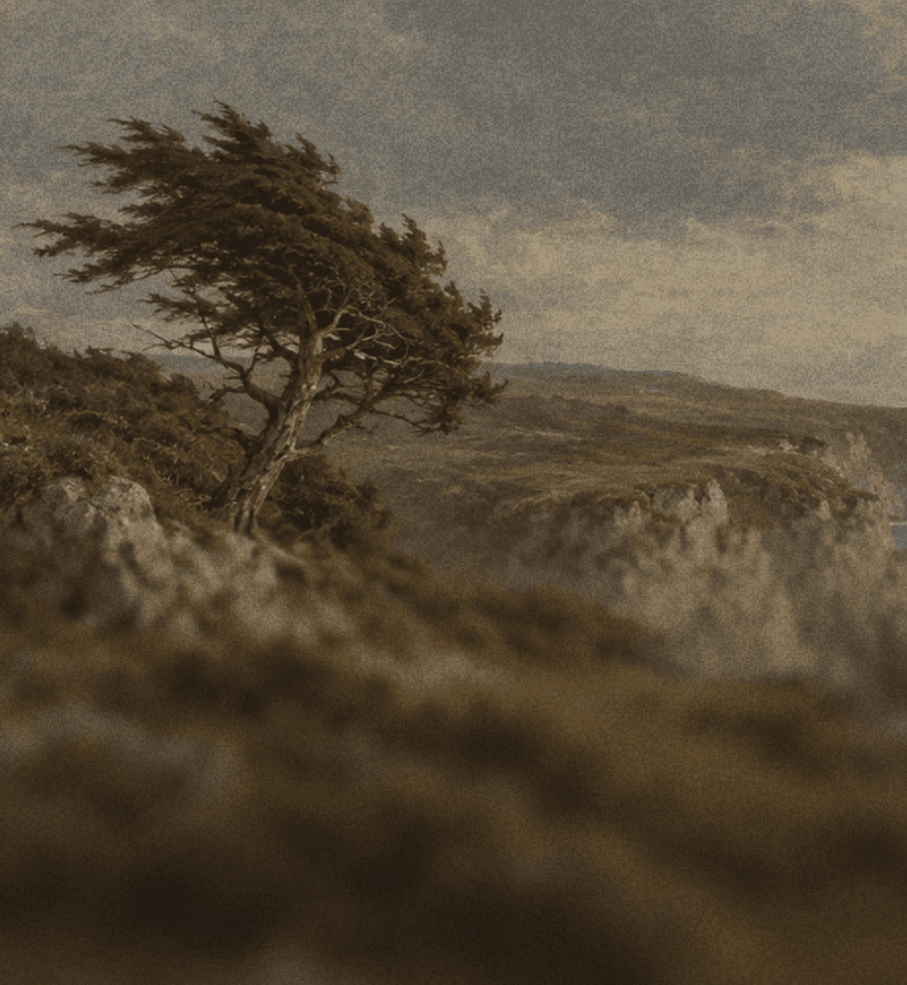 Wind-shaped tree on a rocky landscape